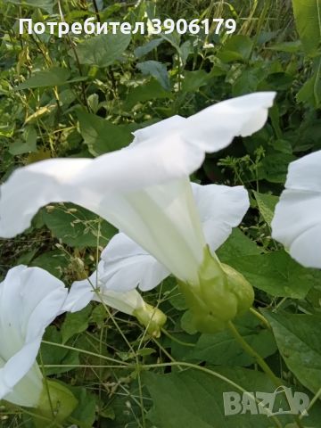 Бели фунийки, снимка 1 - Градински цветя и растения - 45294557
