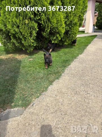 Белгийска овчарка милиноа, снимка 9 - Белгийска овчарка - 51667075