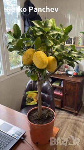 🍋🍋🍋Цитрус Лимон, снимка 5 - Градински цветя и растения - 50239217