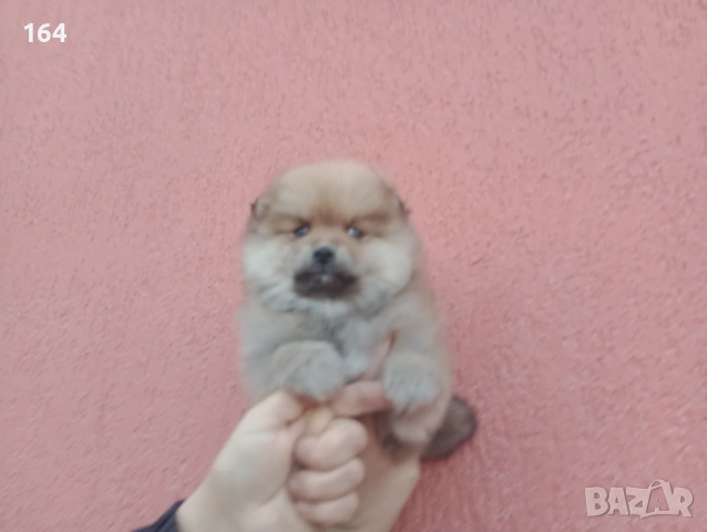 Мъжки Померан., снимка 5 - Померан - 53159275