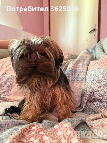 Мъжко Йорки за оплождане