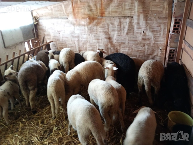 Агънца за Велик Ден