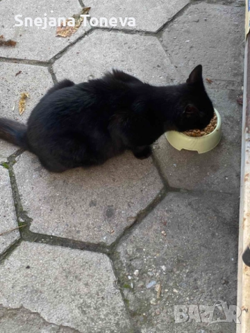 Търся Осиновител Спешно, снимка 2 - Други - 52807090