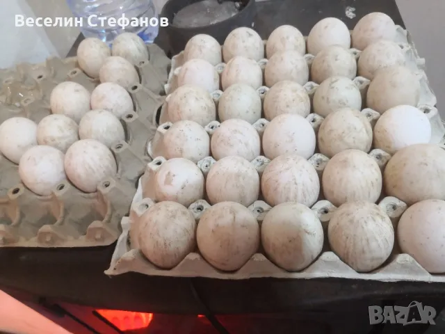 домашни патешки яйца , снимка 1 - Домашни продукти - 48733575