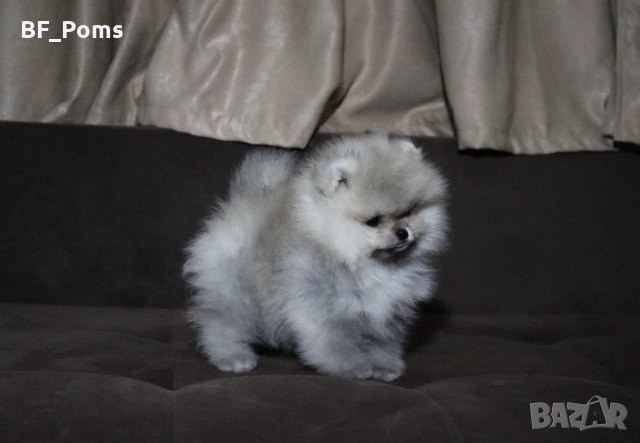 Страхотно момченце померан с родословие FCI, снимка 15 - Померан - 52918943