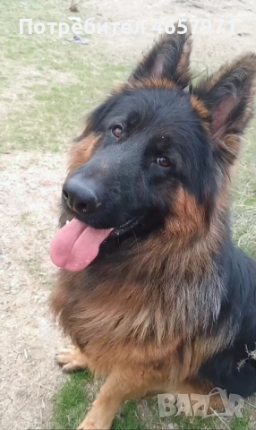 Немска овчарка търси своята половинка за разплод 