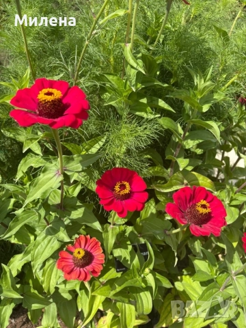 семена за едногодишни цветя , снимка 15 - Сортови семена и луковици - 51471965