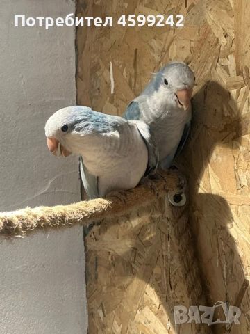 Двойка Монах, снимка 2 - Папагали - 54231040