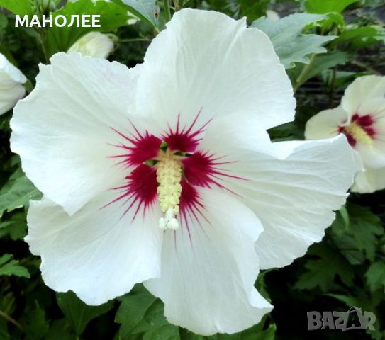 Дървовидна ружа, снимка 1 - Градински цветя и растения - 45593817