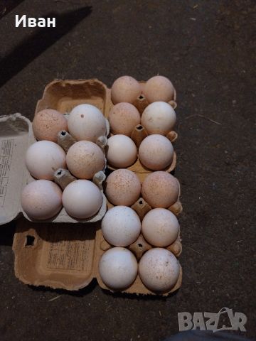 Яйца от пуйки , снимка 1 - Кокошки и пуйки - 45477441