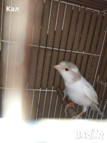 Мъжки канар