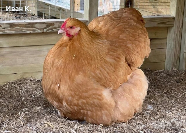 Продавам жълт Орпингтон., снимка 12 - Кокошки и пуйки - 37376457