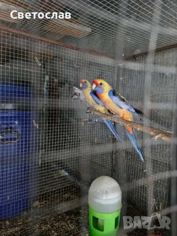 Аделаидски и син пенант папагали 