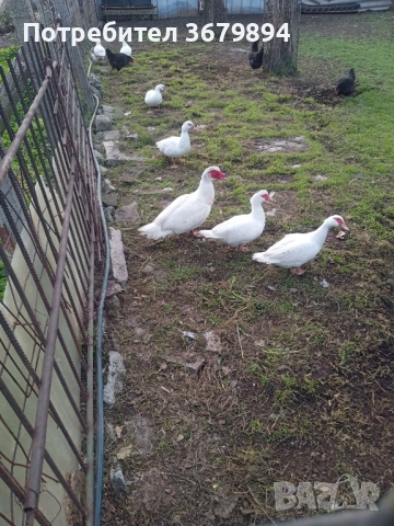 Неми патици, снимка 3 - Патици и гъски - 52730460