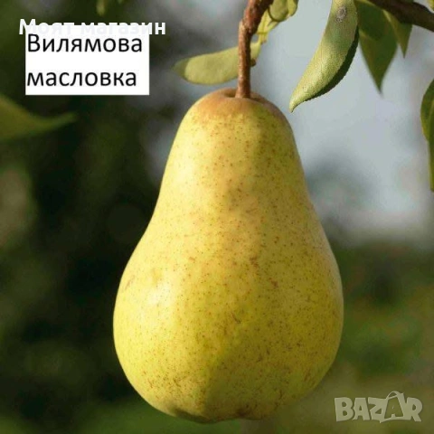 Круши специална селекция