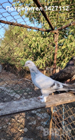 Турски гълъби за игра , снимка 3 - Гълъби - 52381017