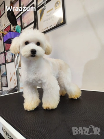 Малтипу (болонка+ТОЙ пудел), снимка 5 - Други - 52864698