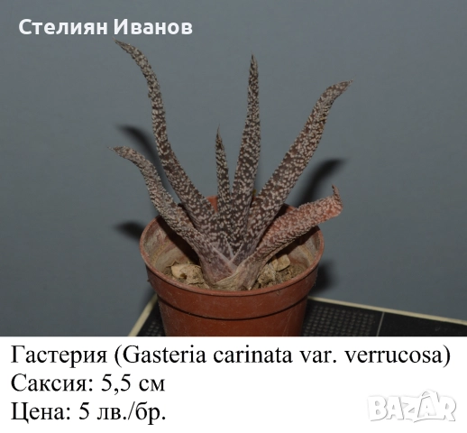 Сукуленти - алое, астролоба, хавортия, гастерия и гастералое,, снимка 9 - Стайни растения - 51468494