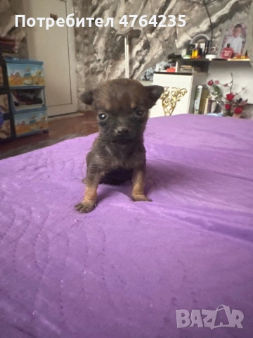 Продавам малки смеска между пинчер и Чихуахуа 