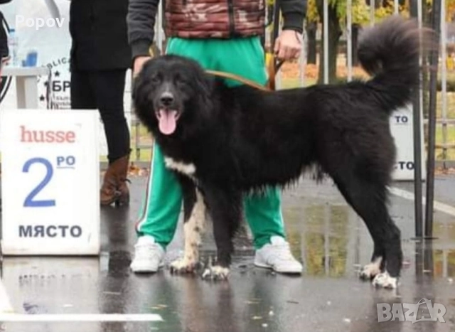 Българско овчарско куче , снимка 1