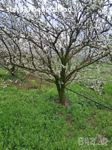 УСЛУГИ ПО ЛОЗАРСТО И ОВОЩАРСТО , снимка 5 - Други оферти за работа - 52306654