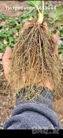 🌱 Свеж и здрав разсад директно от производител, снимка 3 - Градински цветя и растения - 53565095