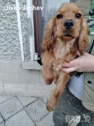 Кокер Шпаньол 