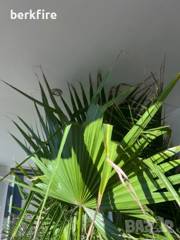 Палма Вашингтон, снимка 5 - Стайни растения - 52942980