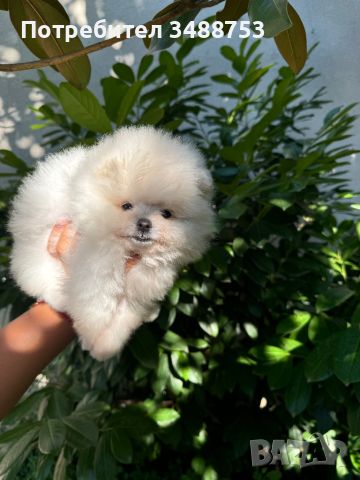 Померан, Pomeranian girl and boy , снимка 2 - Померан - 46496326