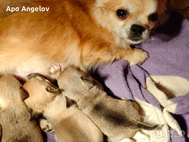 чихуахуа мини , снимка 6 - Чихуахуа - 52919327