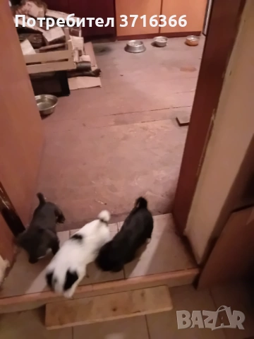 Продавам мини булонки