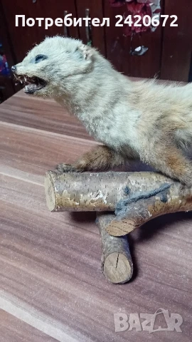 Голяма  препарирана  бялка, снимка 3 - Колекции - 51036262