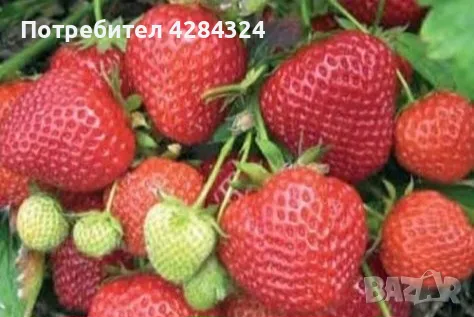 Prodavam korencheta celogodishni qgodi Nov sort Fragaria, снимка 4 - Разсади - 47804500