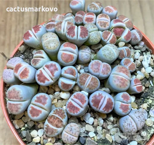 Lithops karasmontana ‘Lateritia’ mix, снимка 1 - Стайни растения - 48022575