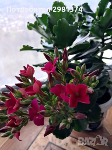 Каланхое, снимка 2 - Стайни растения - 54009001