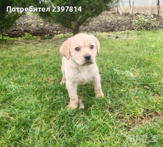 Лабрадор - женско , снимка 2 - Лабрадор ретривър - 53409226