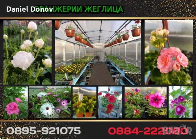 РОЗОВА МАГИЯ + още над 150 сорта домати, снимка 9 - Разсади - 53730607