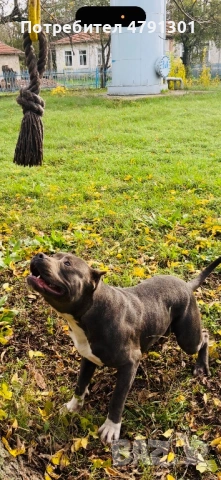 Мъжки Bully Line Pit (Pit40%/Bully60% Mix) за разплод. , снимка 4 - Питбул - 54136845