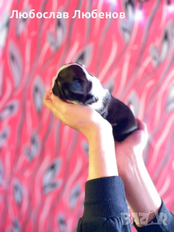 Френски булдог , снимка 16 - Френски булдог - 53639444