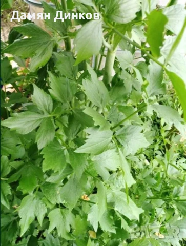 БИО Мащерка, Девесил и Розмарин