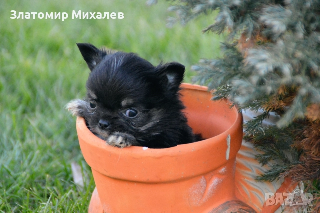 Търсим готини мадами, снимка 5 - Чихуахуа - 52983004