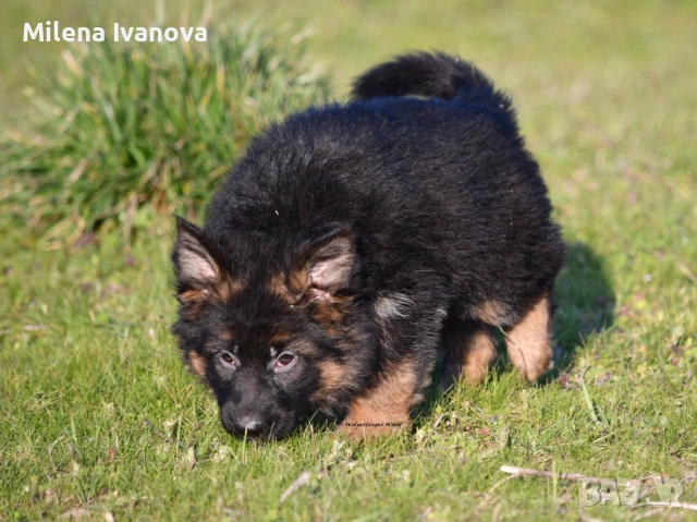 Малки немски овчарки от развъдник , снимка 8 - Немска овчарка - 53678555