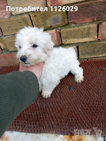 Малтийска болонка момче, снимка 7 - Болонка - 53945192