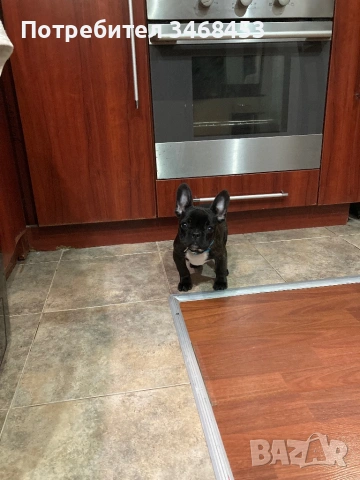 Френски булдог мъжко, снимка 2 - Френски булдог - 53738389