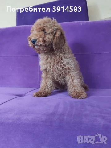 Той пудел на 3 месеца., снимка 1