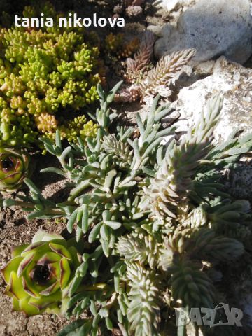 Сукуленти - дебелец и два вида седуми, снимка 2 - Градински цветя и растения - 15125535