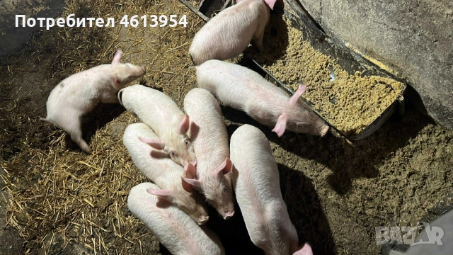 Продавам прасенца, снимка 4 - Прасета - 52590128