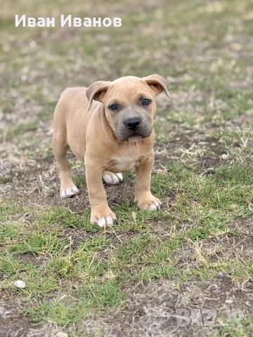 Американско були, снимка 1