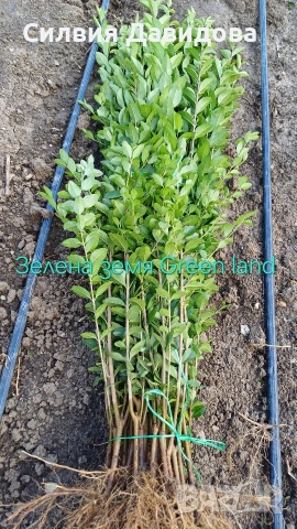 Лигуструм , снимка 3 - Други - 53559675