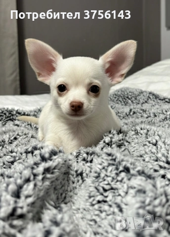 Мъжко Чихуахуа Крем